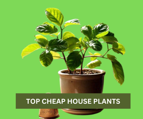 cheap house plants