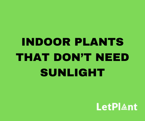 indoor plants that don't need sunlight