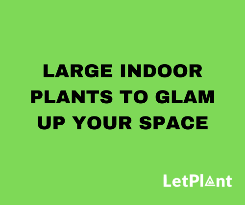 large indoor plants
