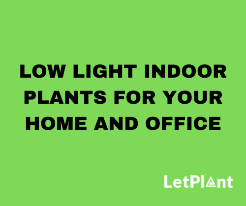 low light indoor plants