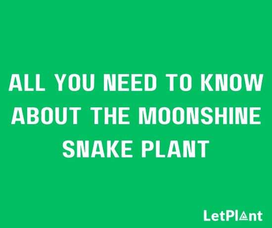 moonshine snake plant