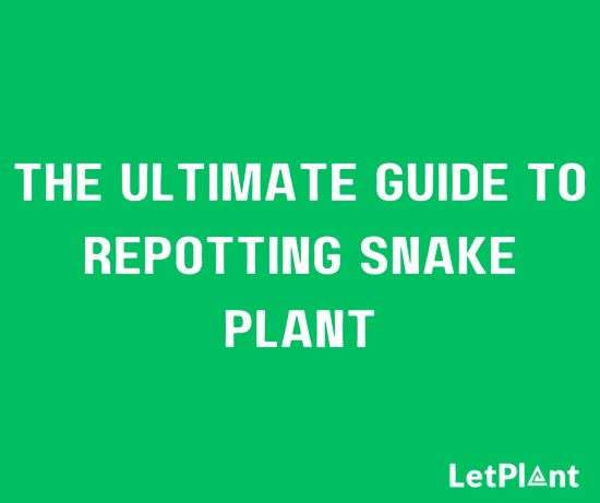 repotting snake plant