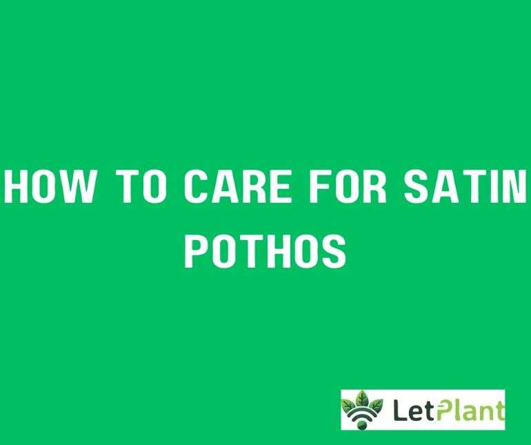 Read more about the article Caring for the Satin Pothos: The Ultimate Guide to Growing a Lush, Thriving Plant