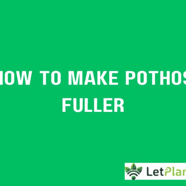 how to make pothos fuller