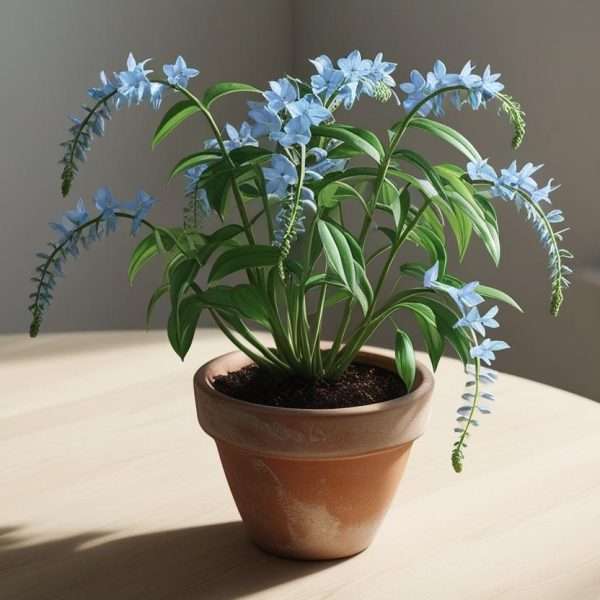 Jacobs Ladder Plant