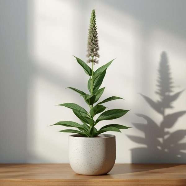 Mullein Plant