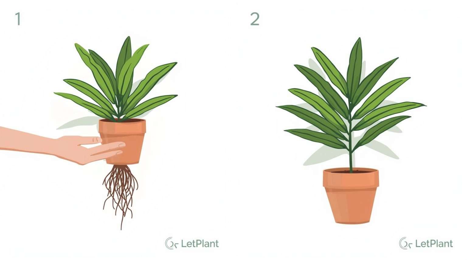 Zamia Plant Care: Essential Indoor Care Guide. - LetPlant: AI ...